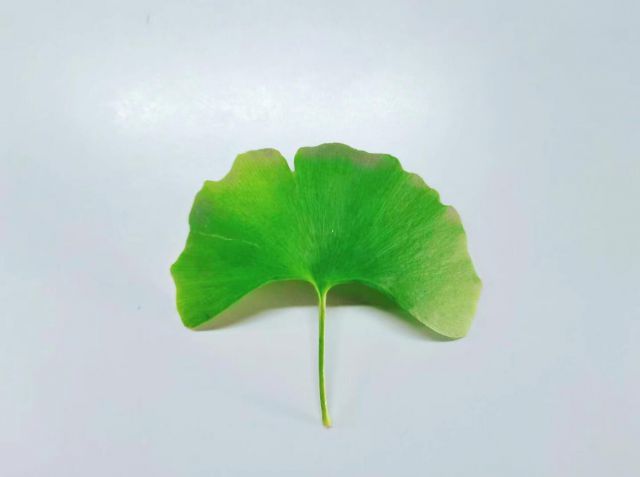 秋葉-圖片來(lái)源編輯網(wǎng)